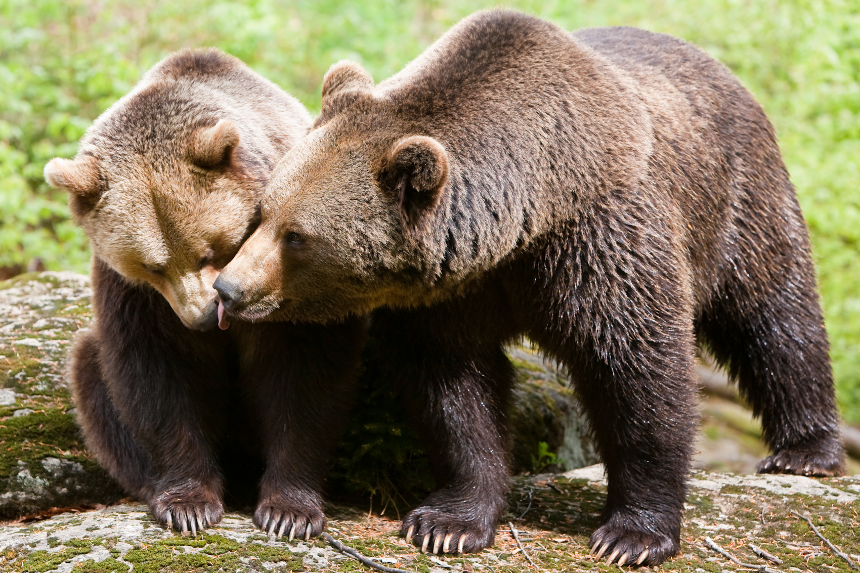 Zakochane niedźwiedzie