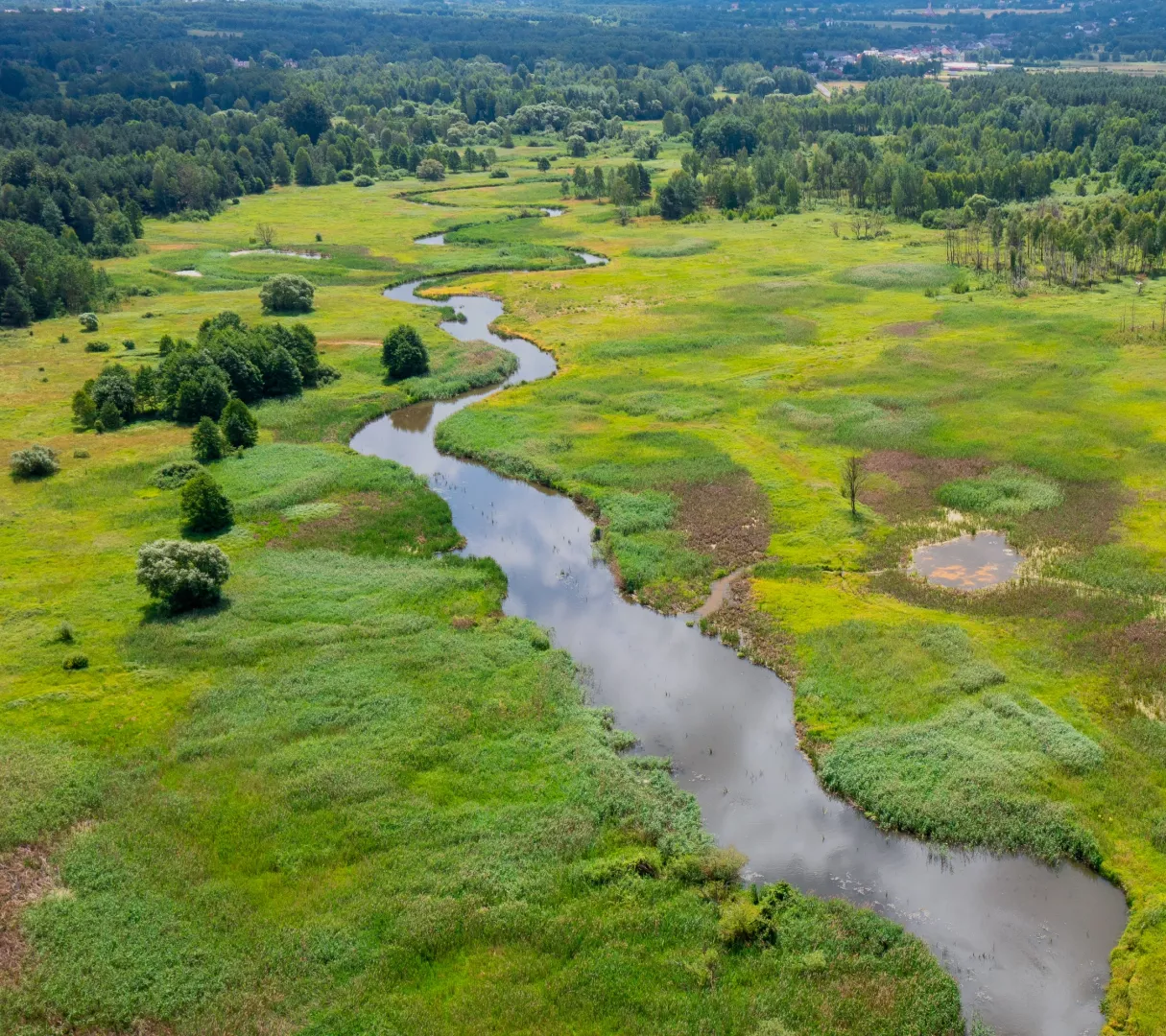 mokradła nad rzeką