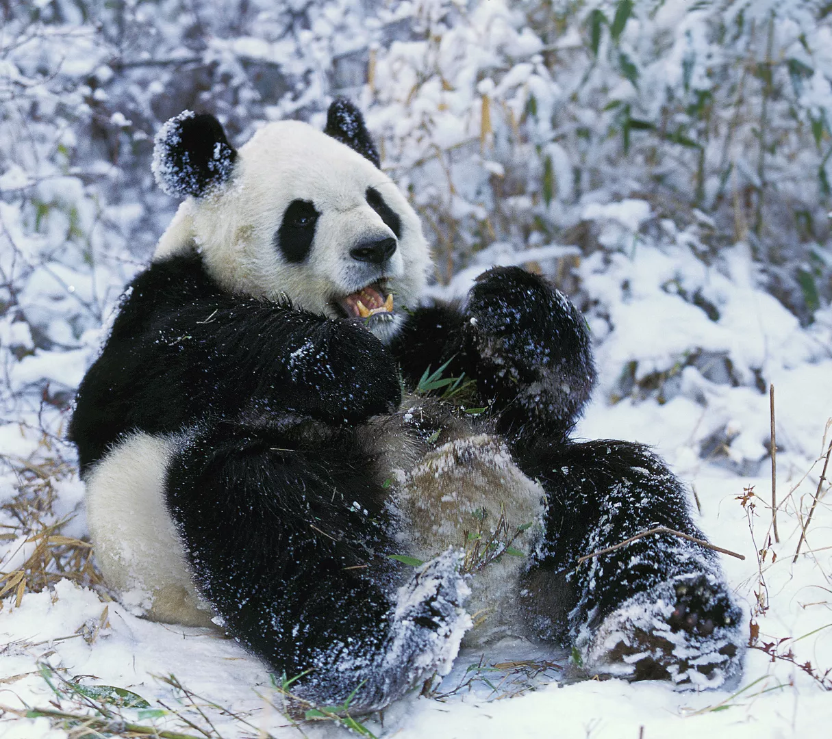 panda na śniegu