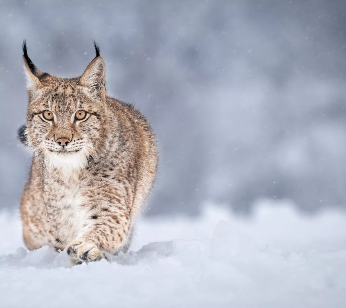 młody ryś na śniegu