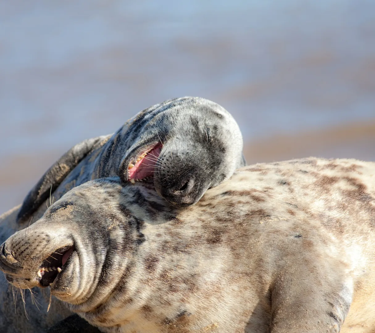 dwie foki szare przytulające się