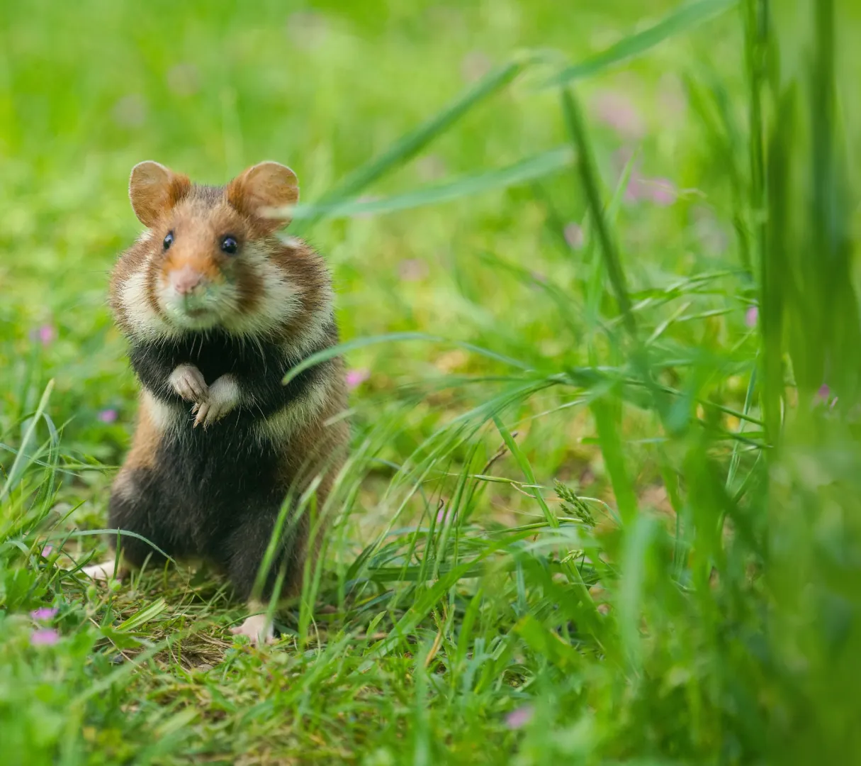 chomik europejski stojący na dwóch łapkach na trawie