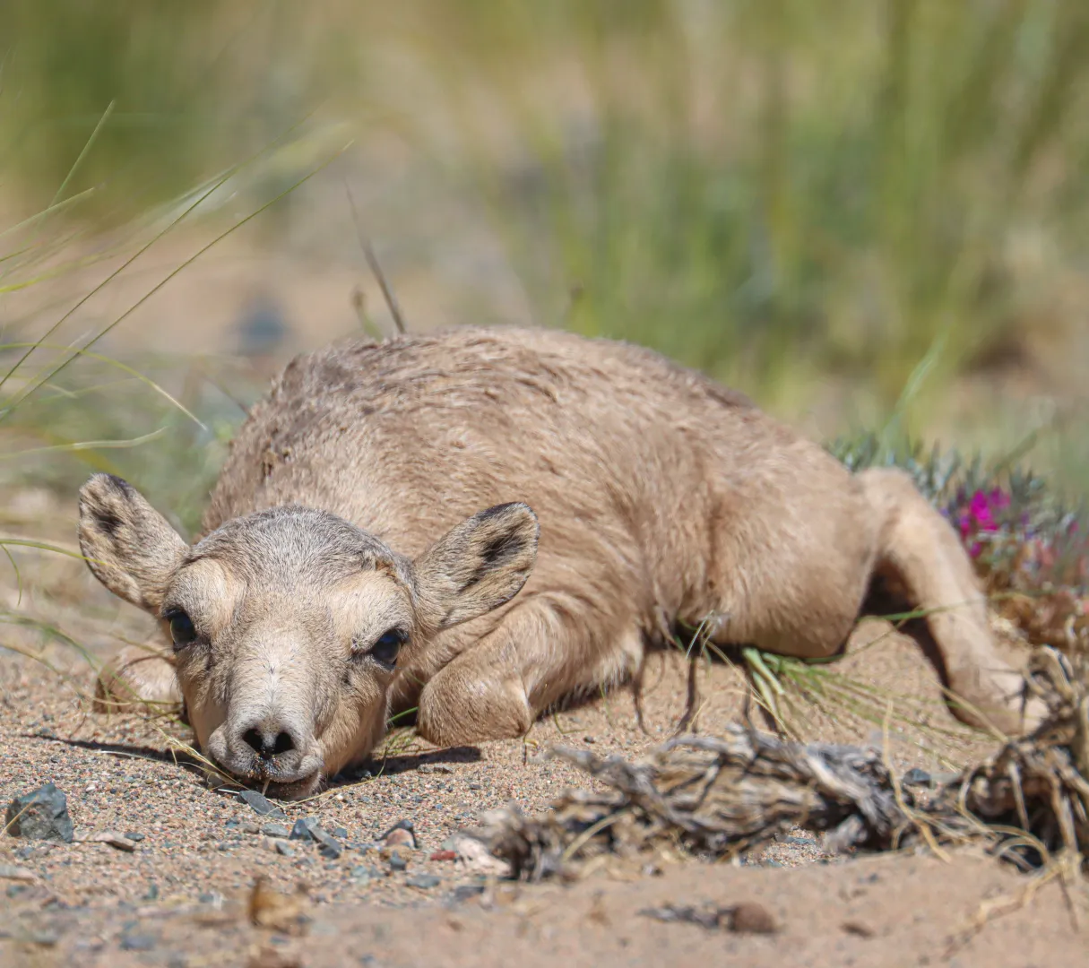 leżący młody suhak mongolski