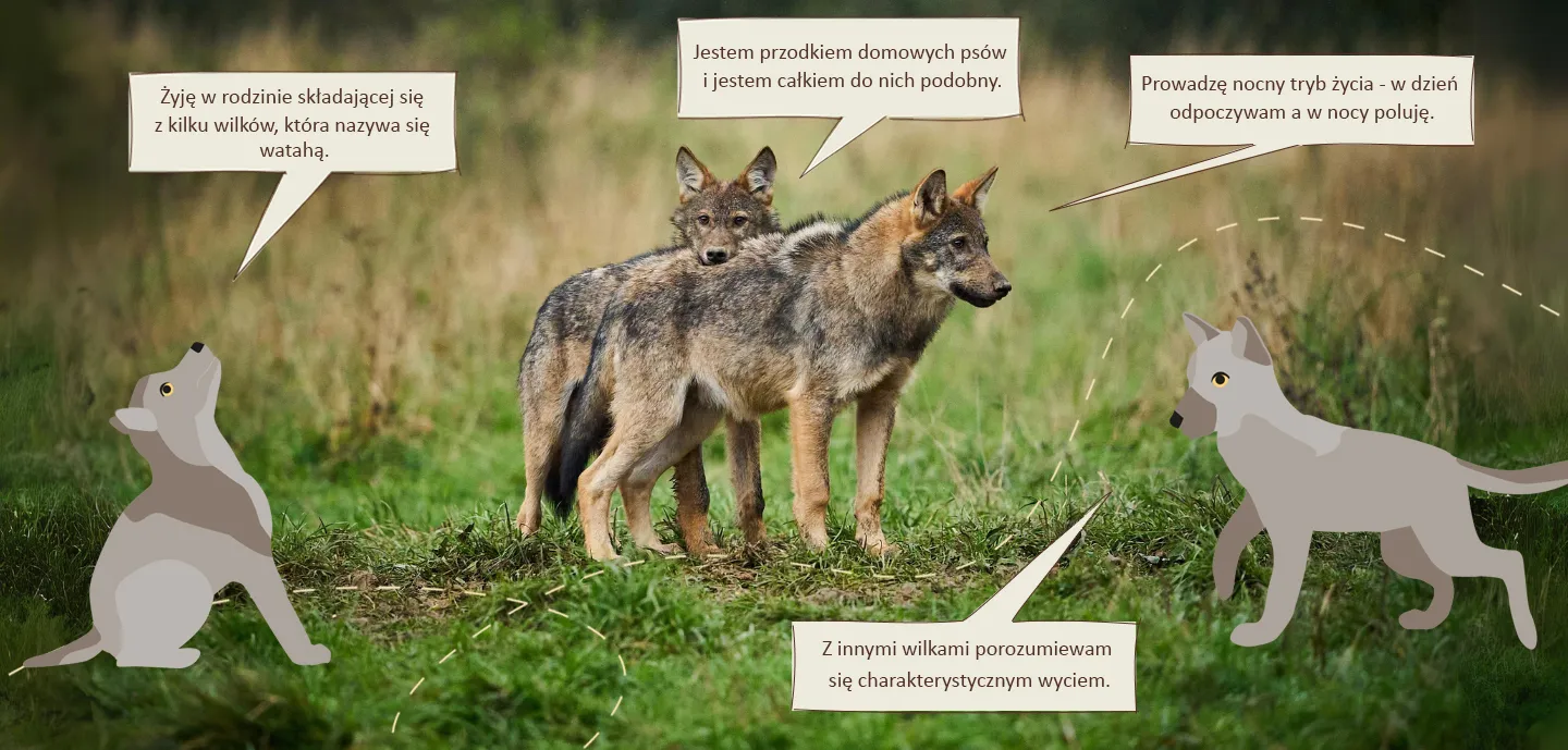 Komiks z Wrażliwym Wilkiem przedstawiający ciekawostki o wilkach