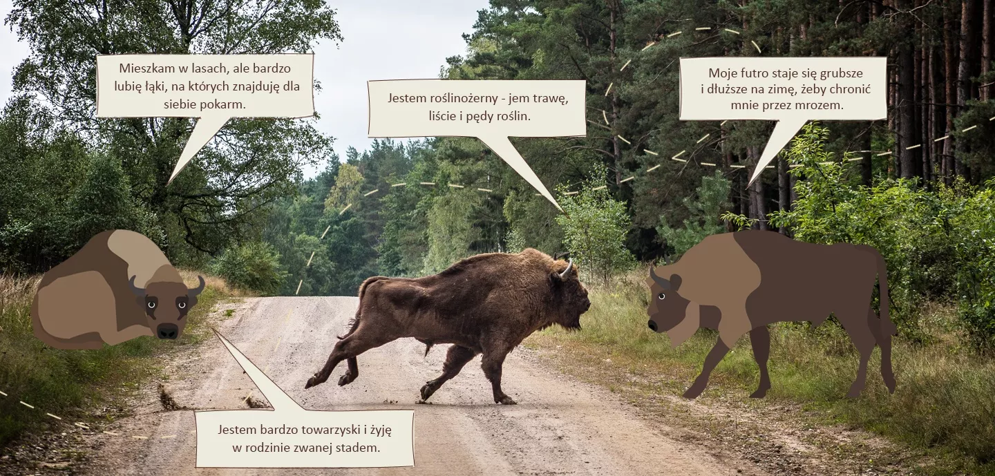 Komiks ze żwawym żubrem, który opowiada o sobie