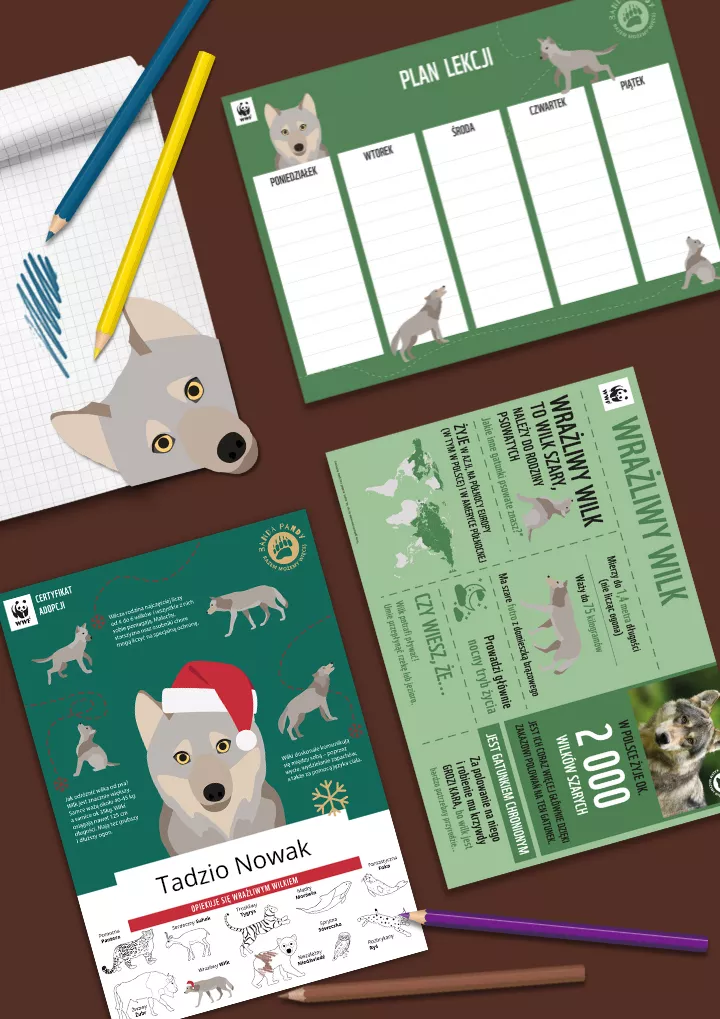 Świąteczny certyfikat adopcji wilka i materiały edukacyjne