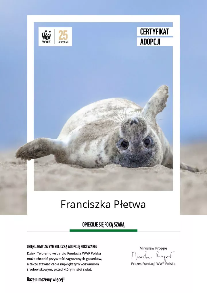 certyfikat adopcji foki szarej