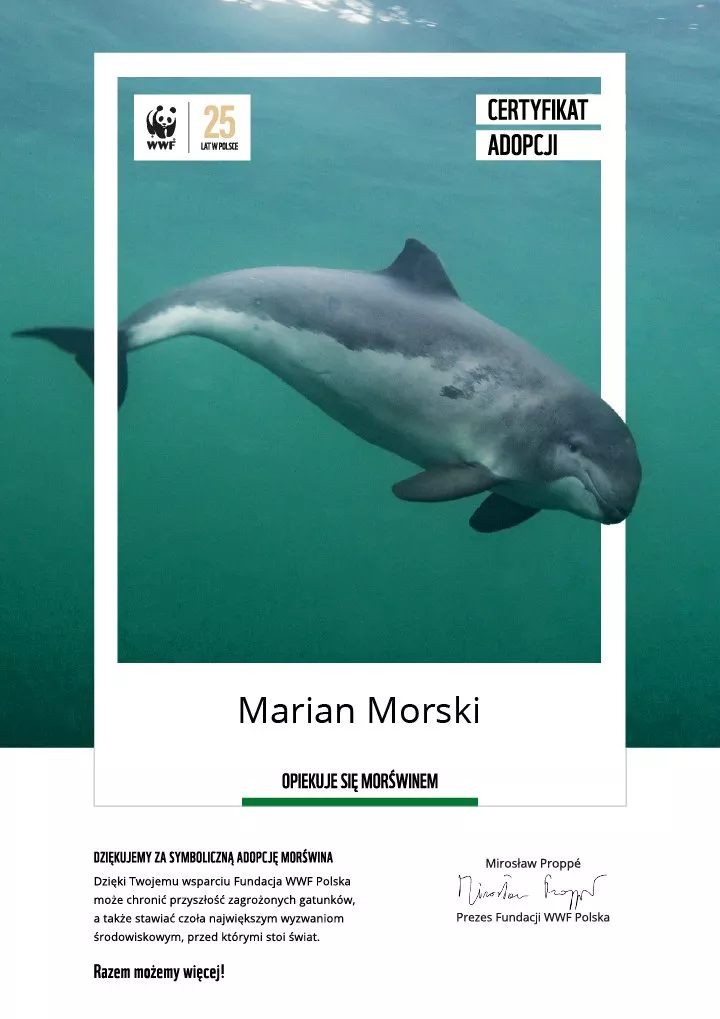 certyfikat adopcji morświna