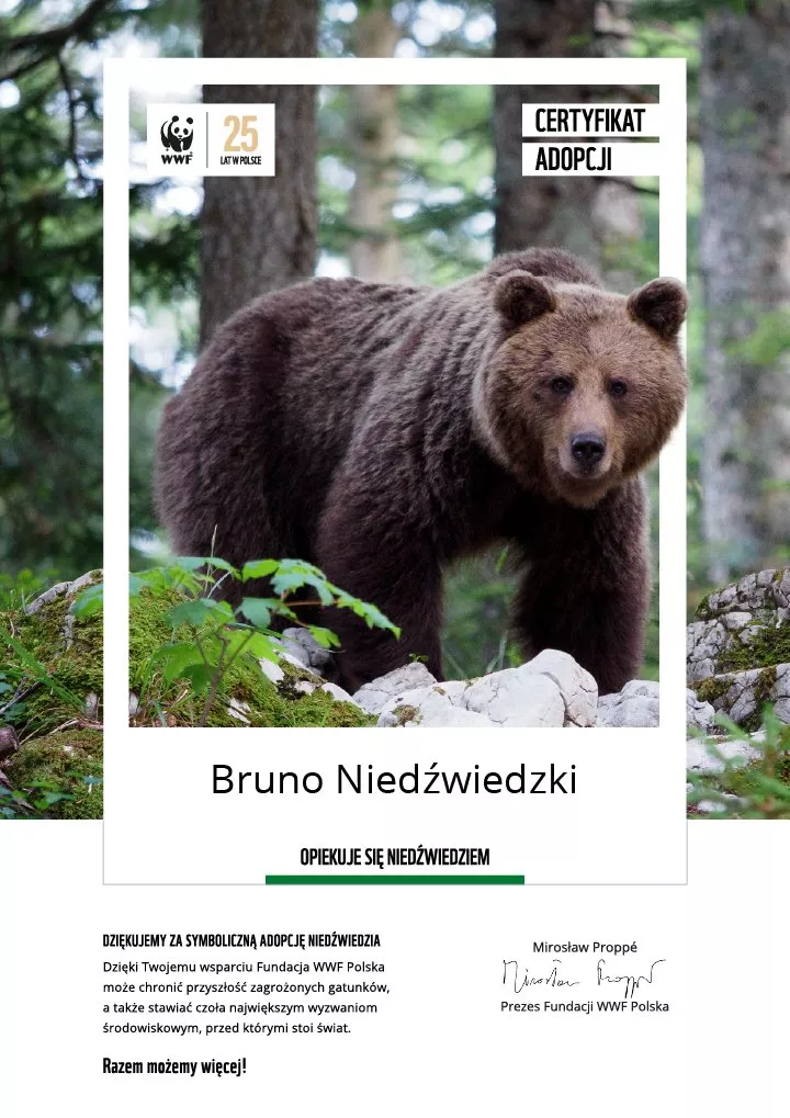 certyfikat adopcji niedźwiedzia