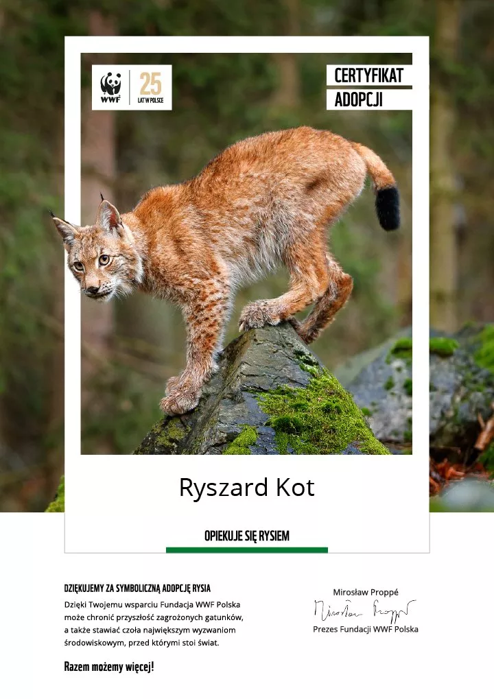certyfikat adopcji rysia