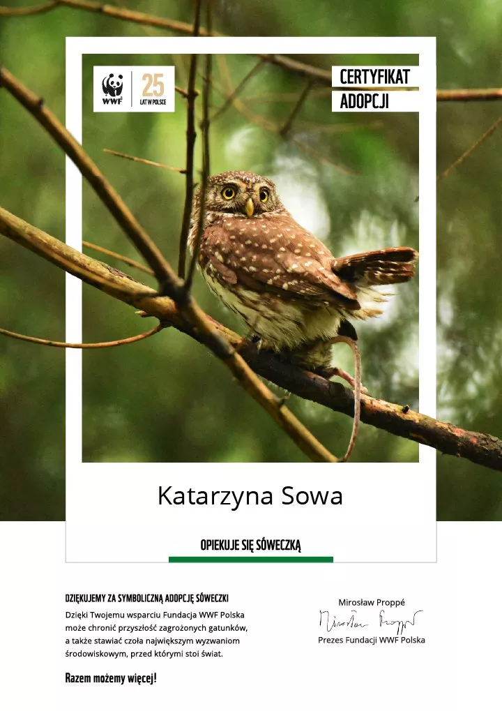 certyfikat adopcji sóweczki
