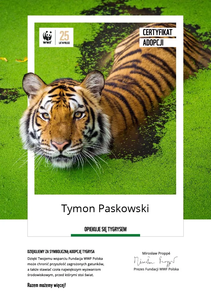 certyfikat adopcji tygrysa
