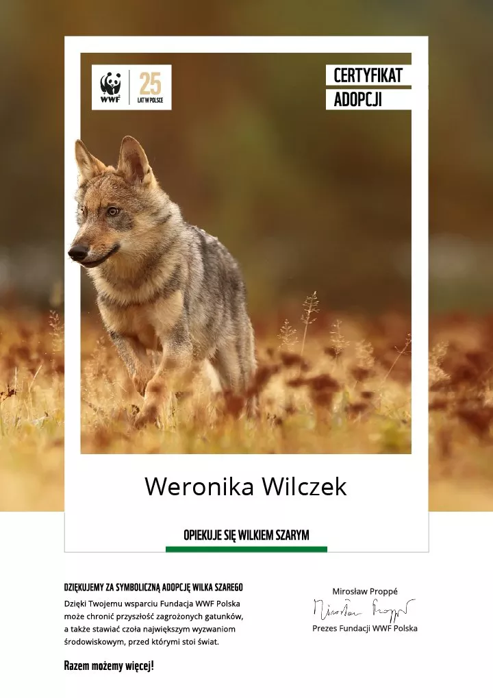 certyfikat adopcji wilka