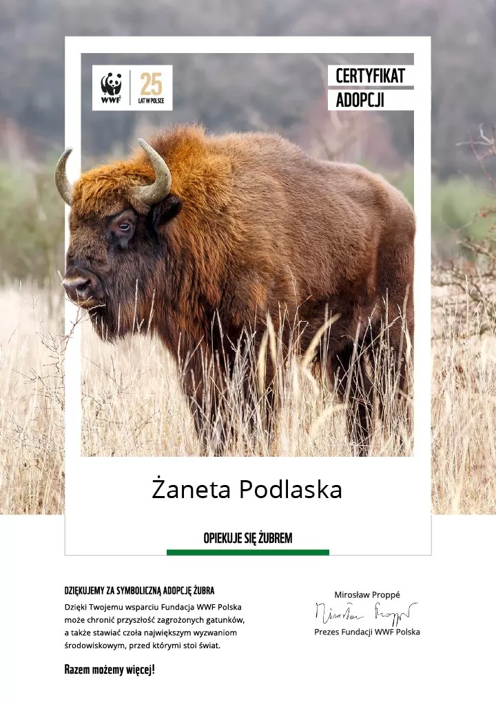 certyfikat adopcji żubra