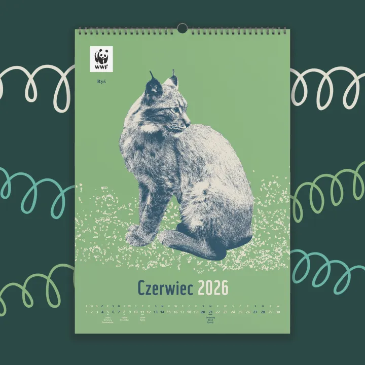 Kalendarz ścienny WWF na rok 2026: czerwiec, ryś