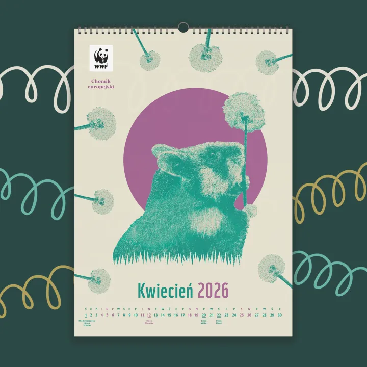 Kalendarz ścienny WWF na rok 2026: kwiecień, chomik europejski