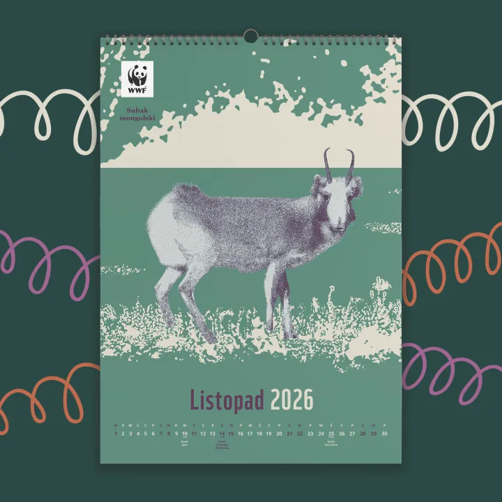 Kalendarz ścienny WWF na rok 2026: listopad, suhak mongolski