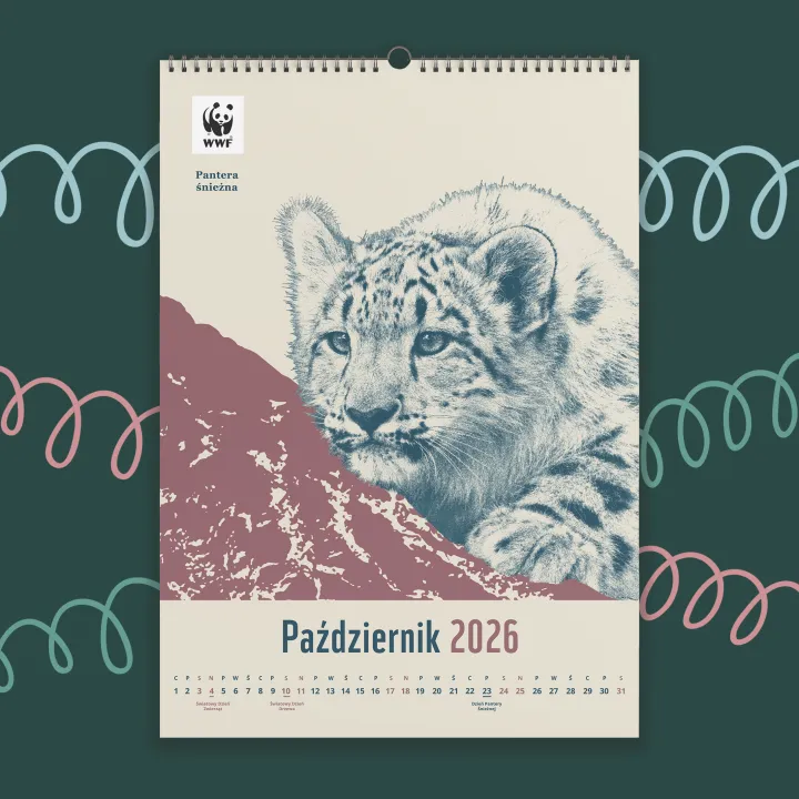 Kalendarz ścienny WWF na rok 2026: październik, pantera śnieżna