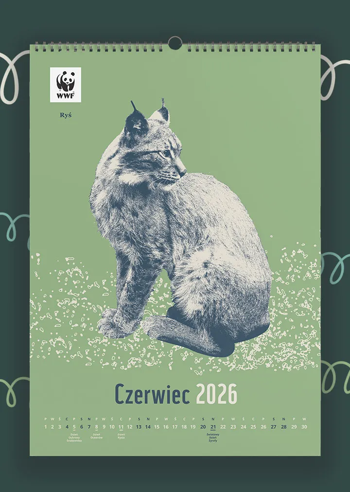 Kalendarz ścienny WWF na rok 2026: czerwiec, ryś