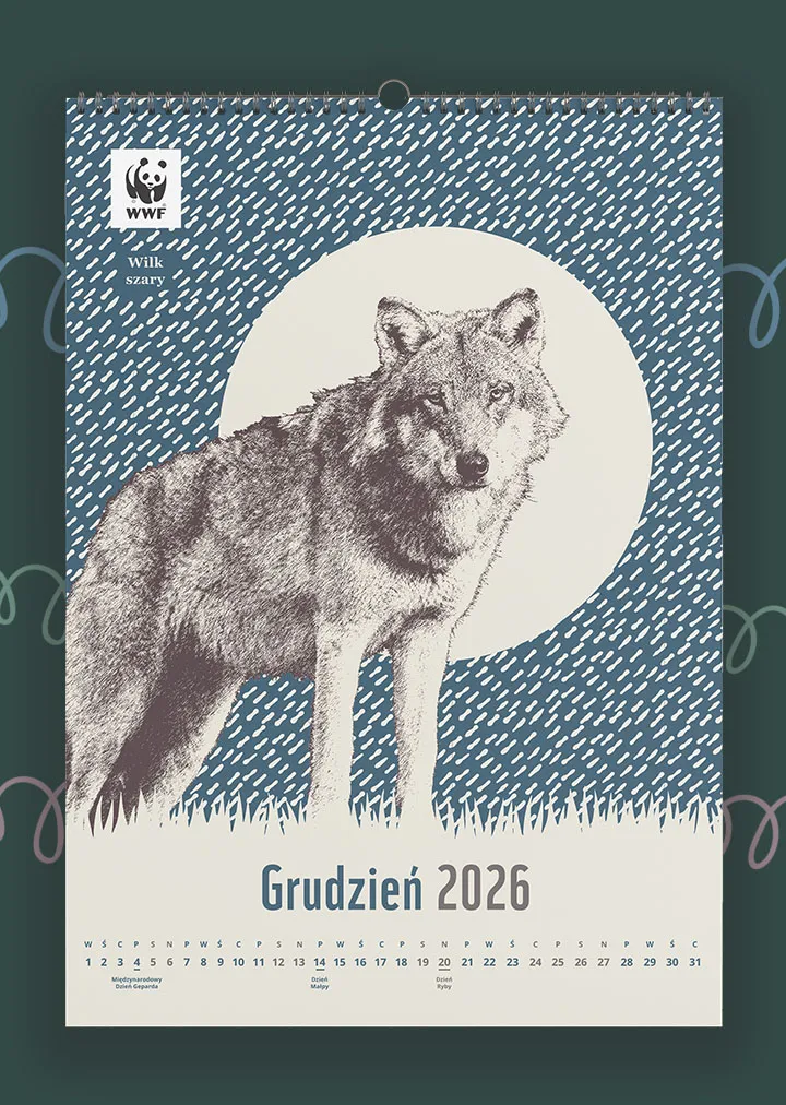 Kalendarz ścienny WWF na rok 2026: grudzień, wilk