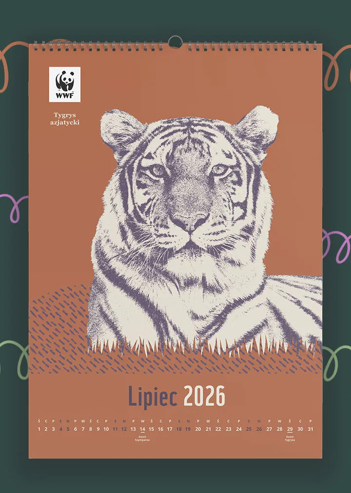 Kalendarz ścienny WWF na rok 2026: lipiec, tygrys