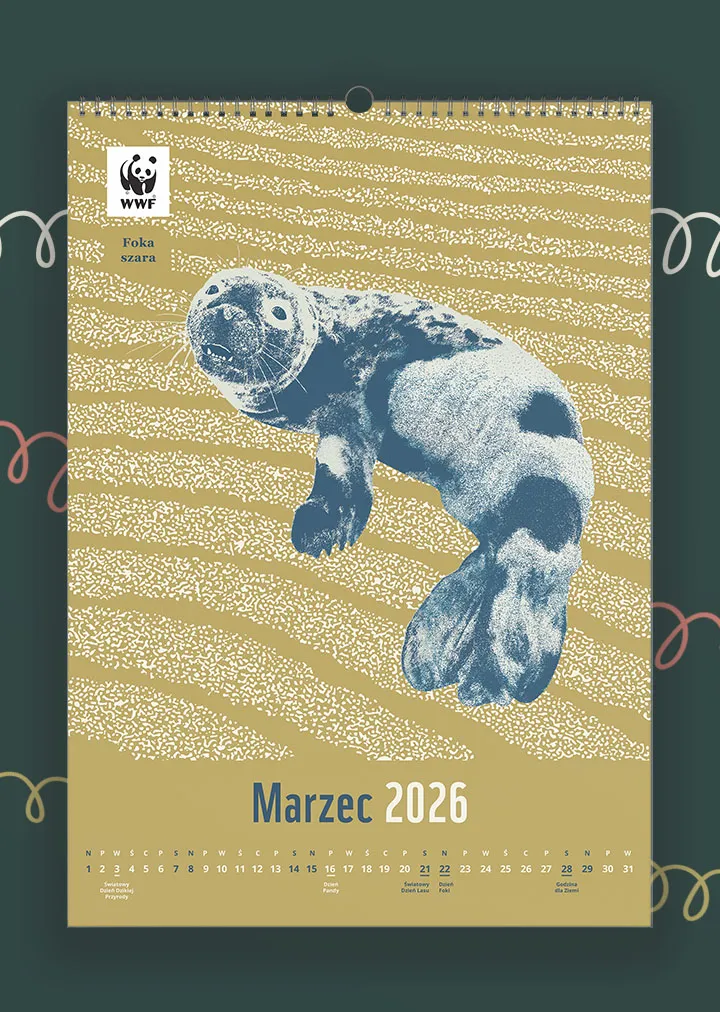 Kalendarz ścienny WWF na rok 2026: marzec, foka szara