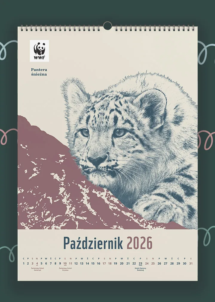 Kalendarz ścienny WWF na rok 2026: październik, pantera śnieżna