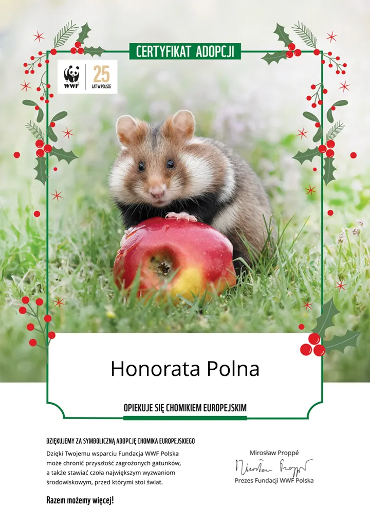Świąteczny certyfikat adopcji chomika