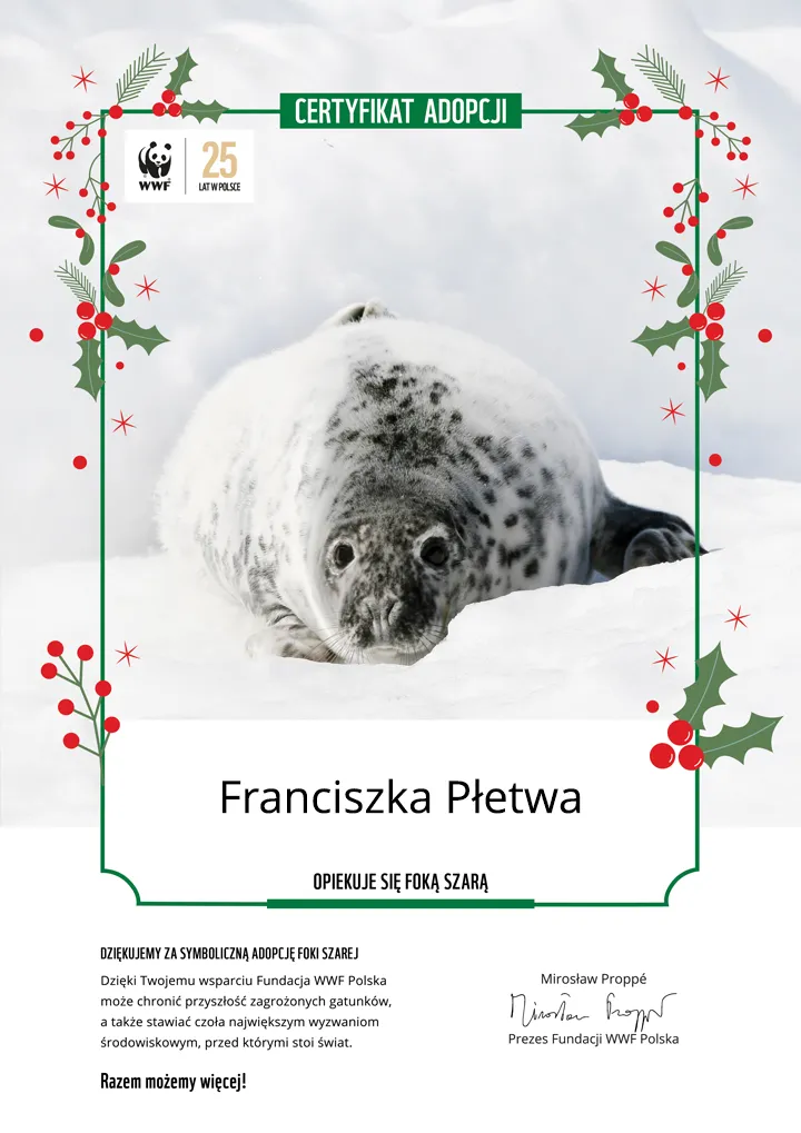 Świąteczny certyfikat adopcji foki