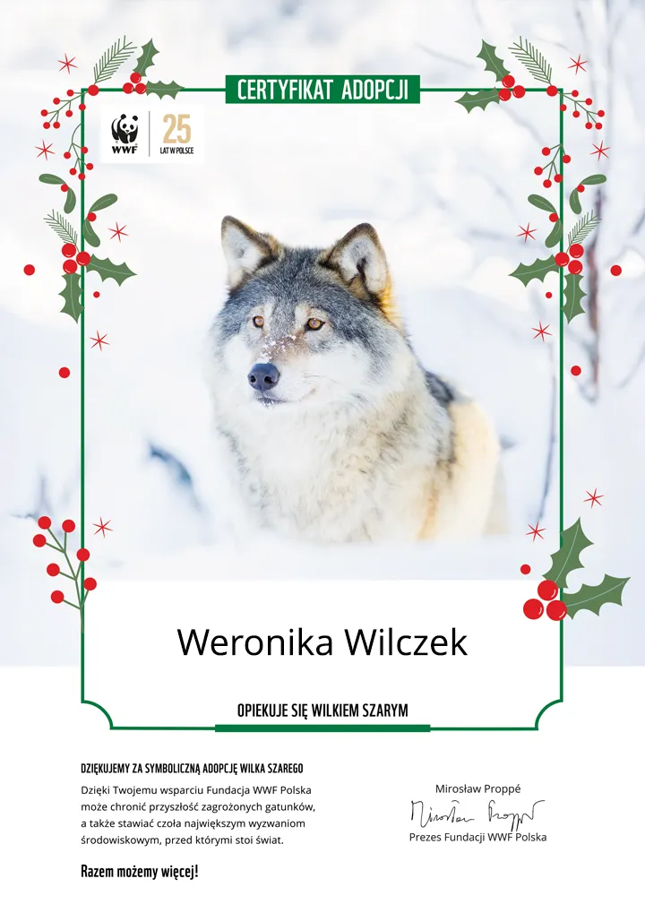 Świąteczny certyfikat adopcji wilka