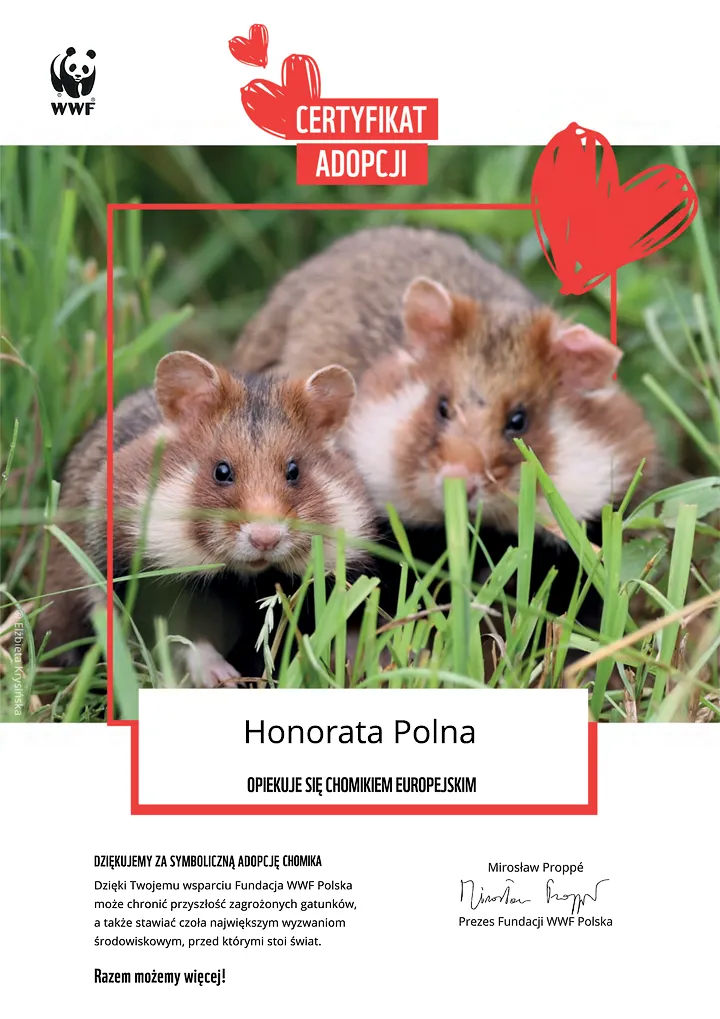 certyfikat adopcji chomika