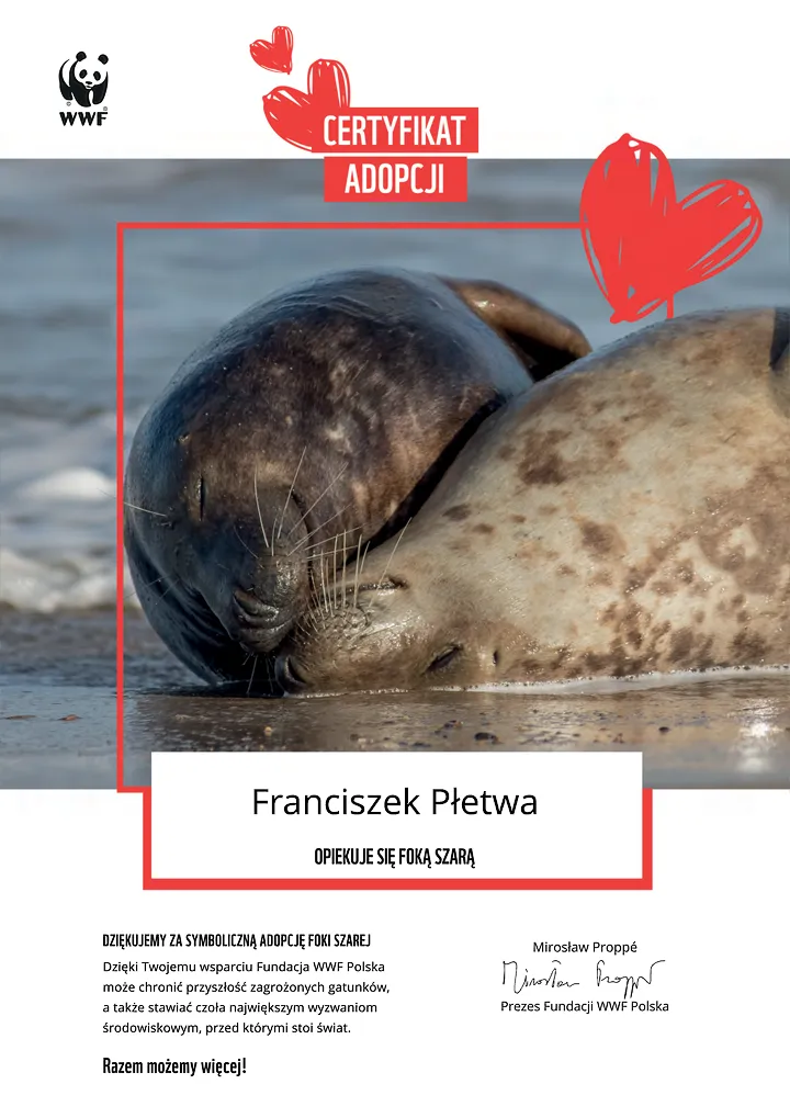 certyfikat adopcji foki szarej