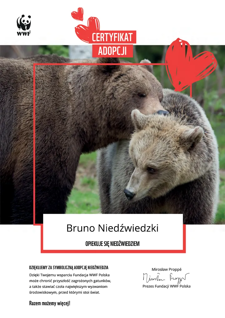 certyfikat adopcji niedźwiedzia