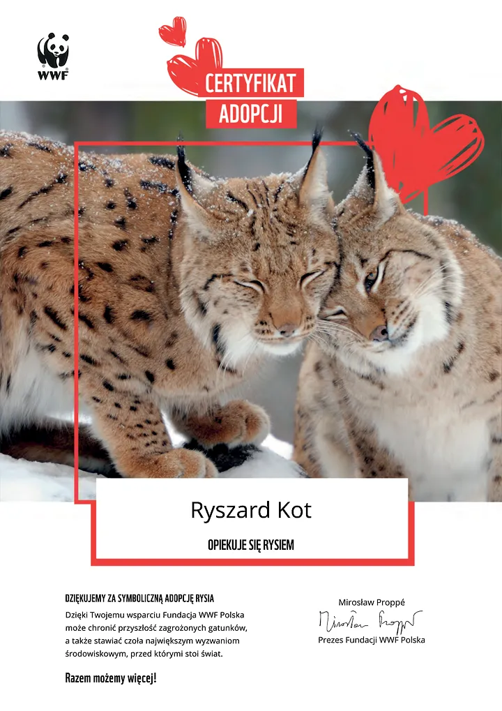 certyfikat adopcji rysia
