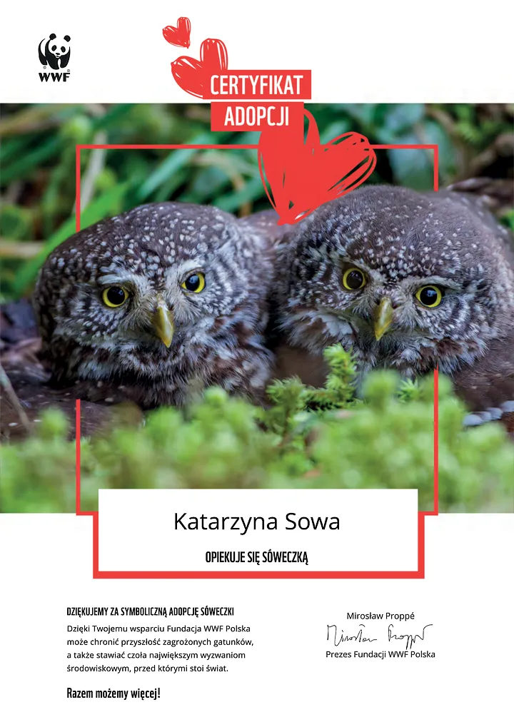 certyfikat adopcji sóweczki