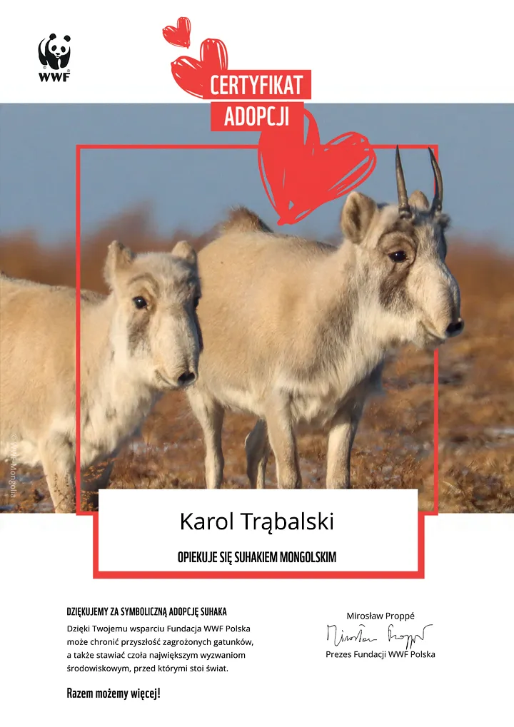 certyfikat adopcji suhaka