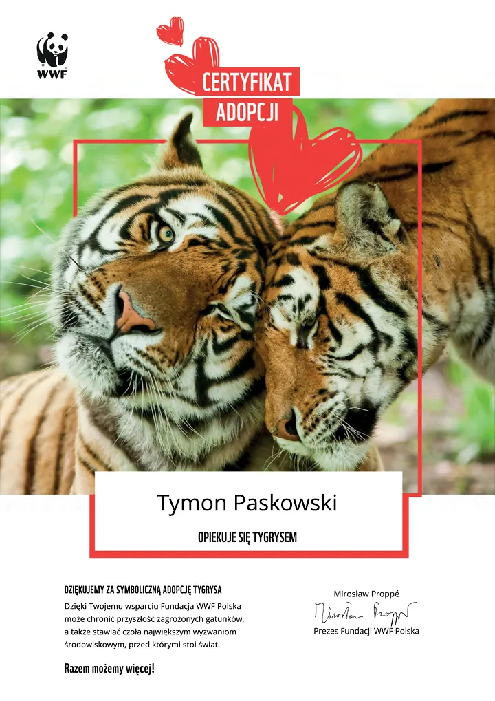 ceryfikat adopcji tygrysa