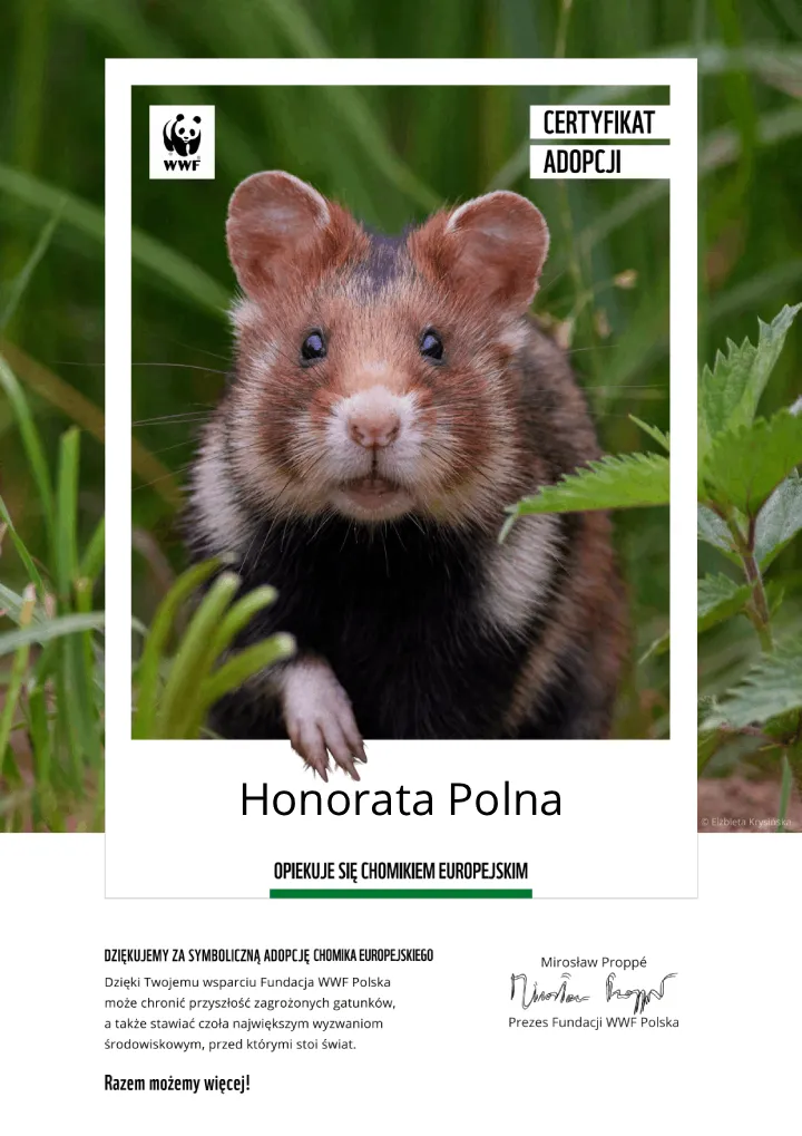 certyfikat adopcji chomika europejskiego