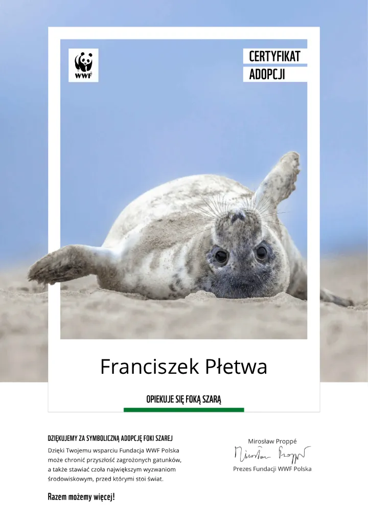 certyfikat adopcji foki szarej