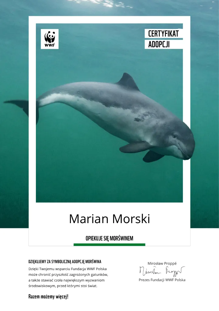 certyfikat adopcji morświna