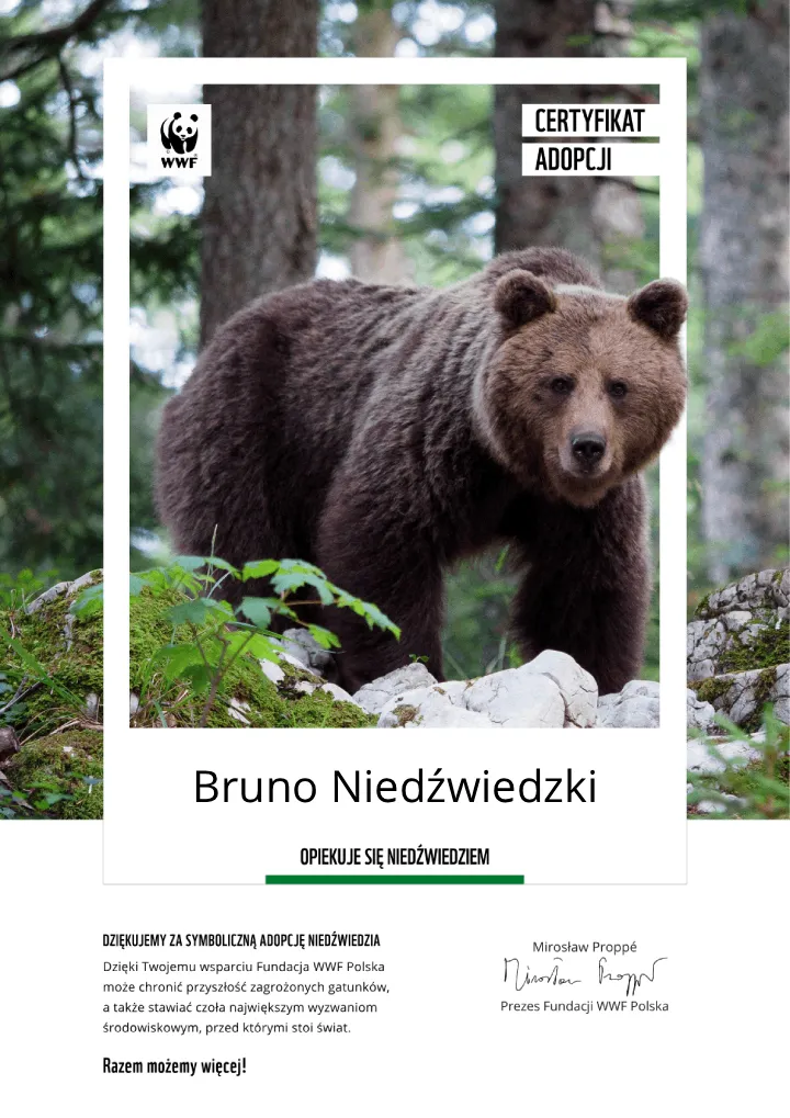 certyfikat adopcji niedźwiedzia