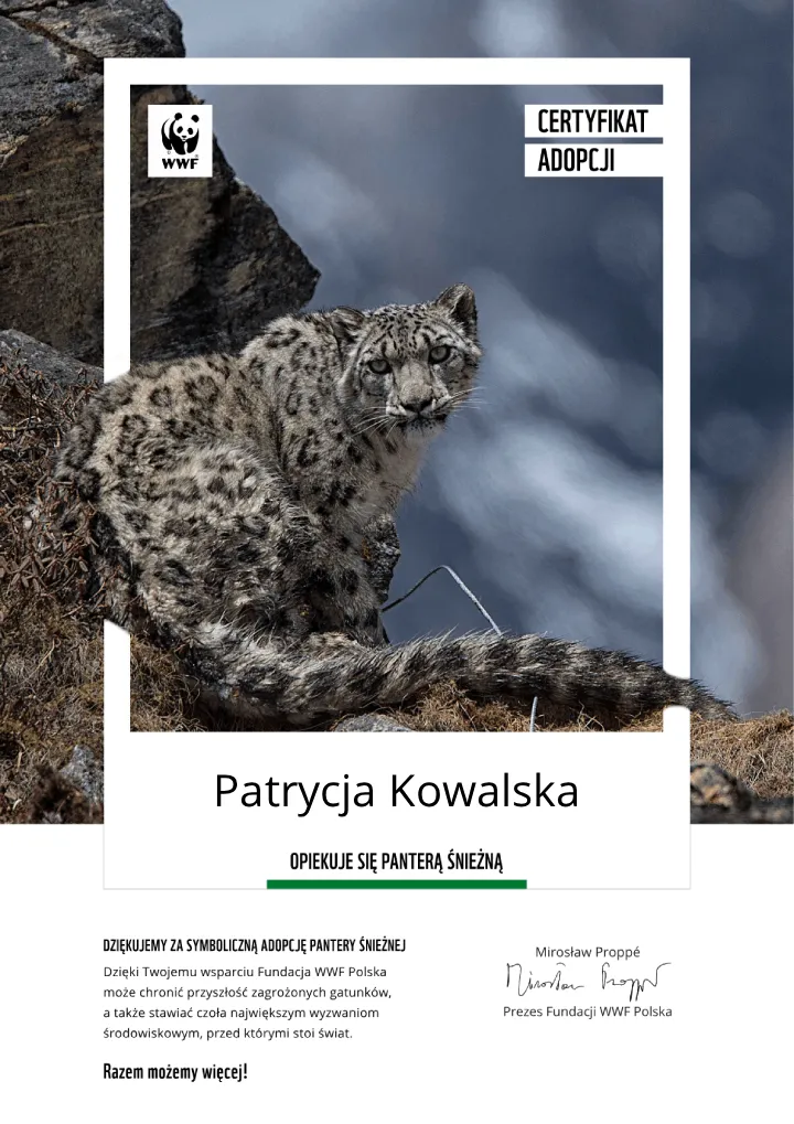 certyfikat adopcji pantery śnieżnej