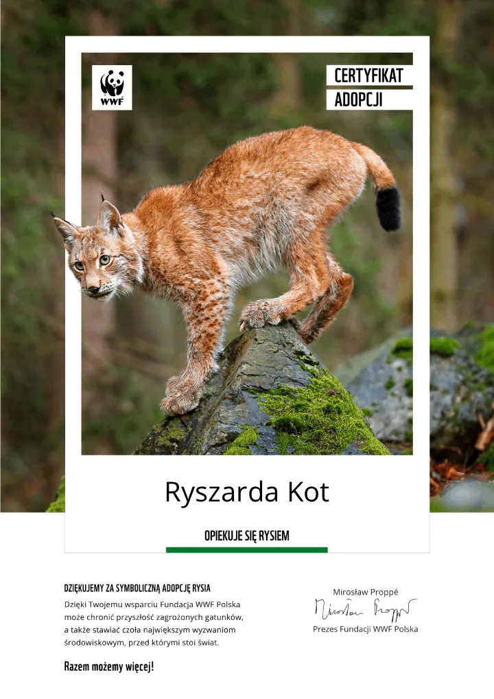 certyfikat adopcji rysia