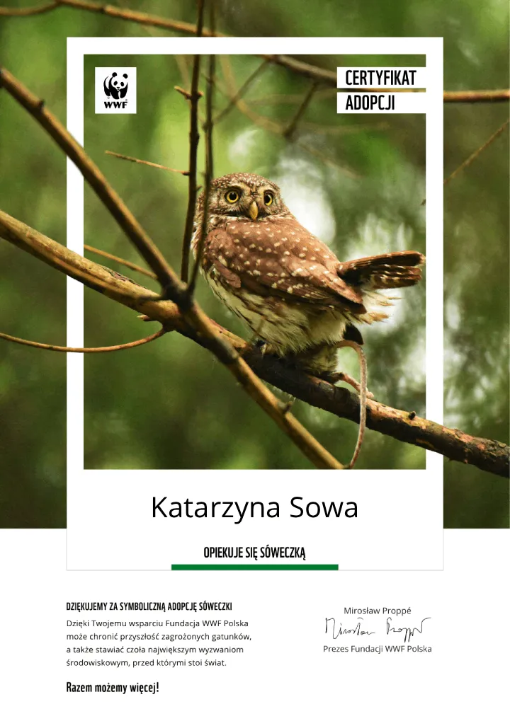 certyfikat adopcji sóweczki