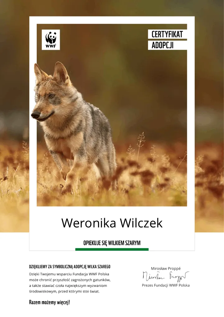 certyfikat adopcji wilka