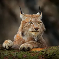 Ryś