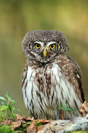 Sóweczka
