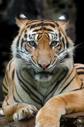 Tygrys