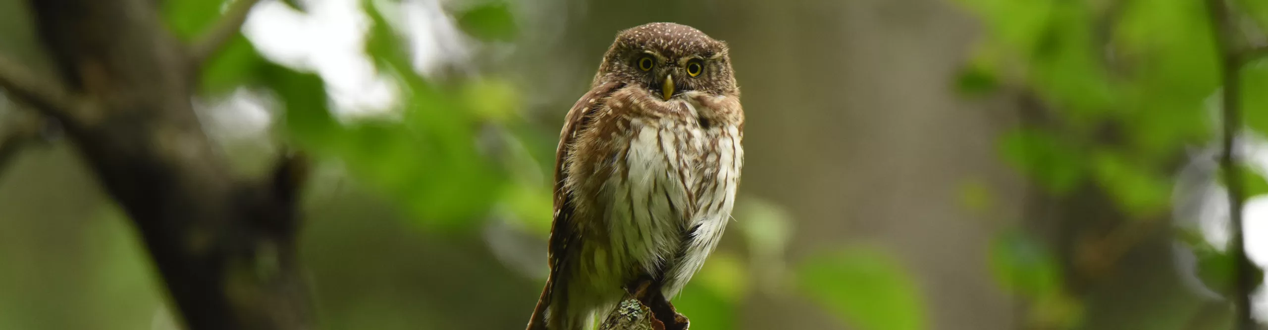 sóweczka
