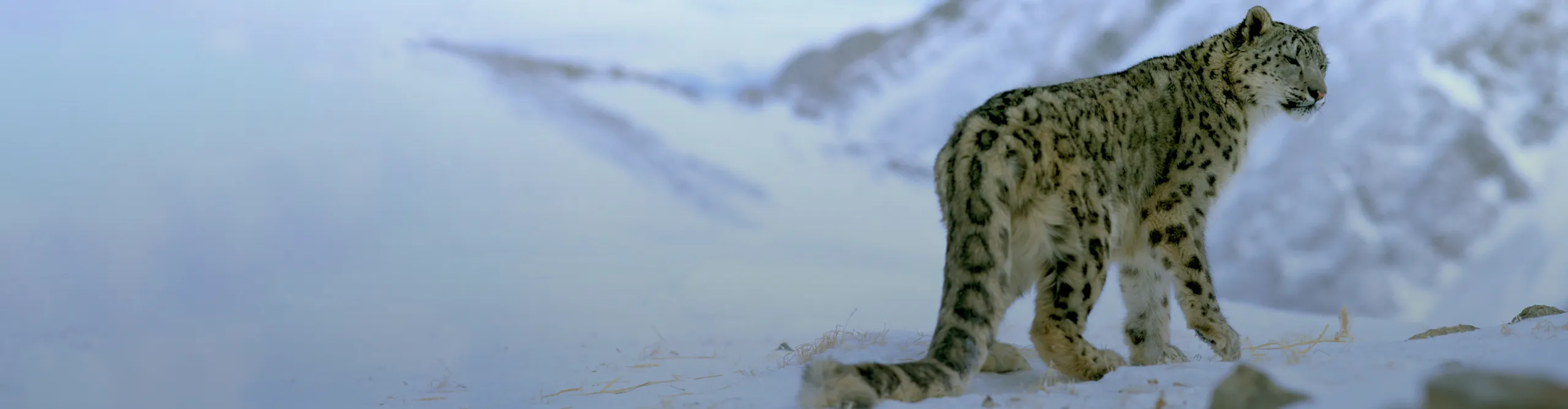 pantera śnieżna w górach